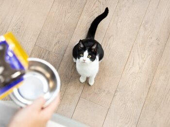 What to Feed a Kitten: Best Food for Kittens | Purina
